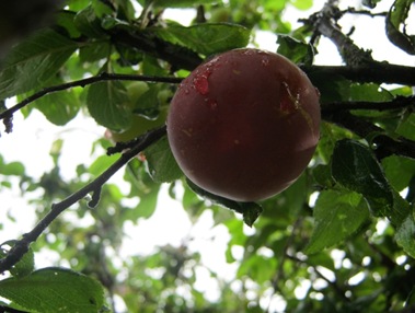 Plum20 12 10