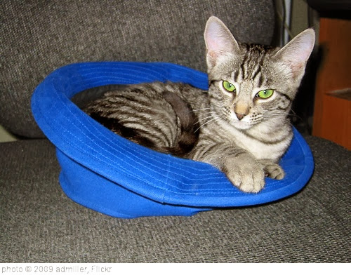 'Cat in the Hat' photo (c) 2009, admiller - license: http://creativecommons.org/licenses/by/2.0/