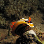 Nudibranch (Dauin, Negros)