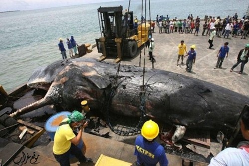 Dead whale