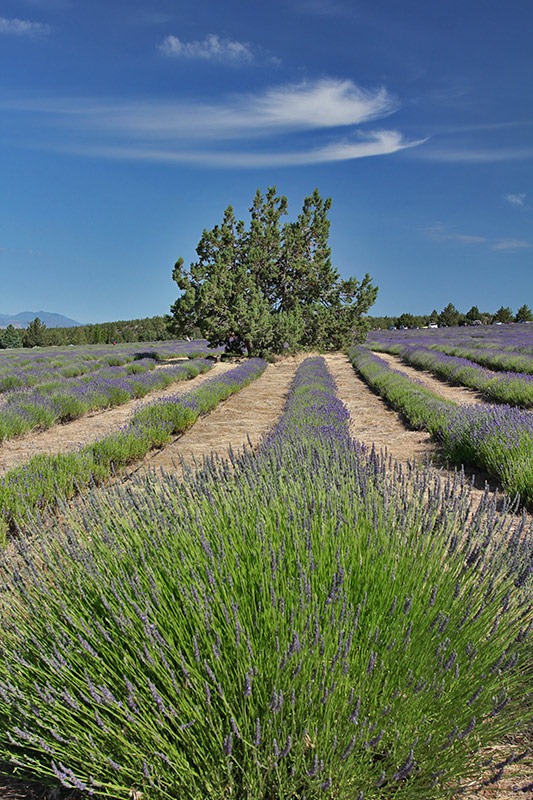 [110710_Mt_Shasta_Lavender_Farm_417.jpg]