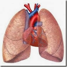 cuore polmonare