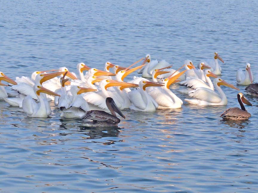 [Pelicans%2520at%2520Fish%2520Cleaning%2520Station%255B5%255D.jpg]