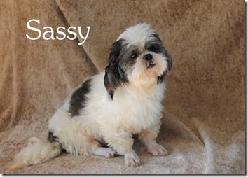 sassy sassy