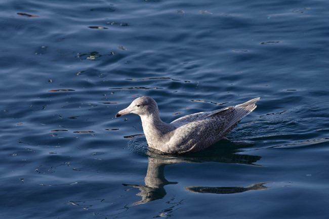 Glaucous Gull (5)