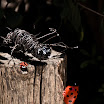 Tocón e insectos