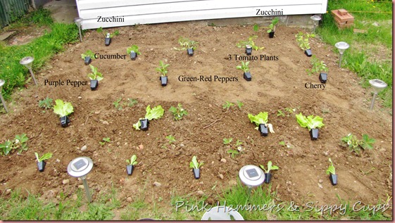 plants