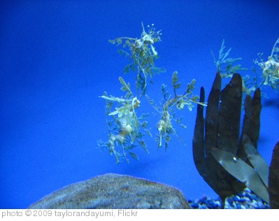 'Montery Bay Aquarium' photo (c) 2009, taylorandayumi - license: http://creativecommons.org/licenses/by/2.0/