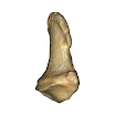 phalanx_distal_1st_right.jpg