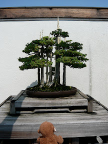 CM Bonsai #8