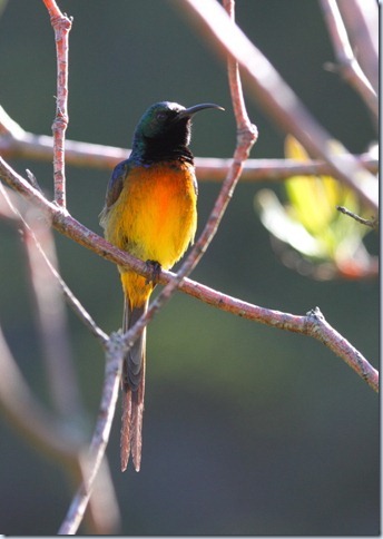 orange-breasted_sunbird1 orange-breasted_sunbird1