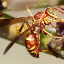 Golden Paper Wasp