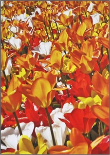 'A Riot of Tulips'_________Alan Stott