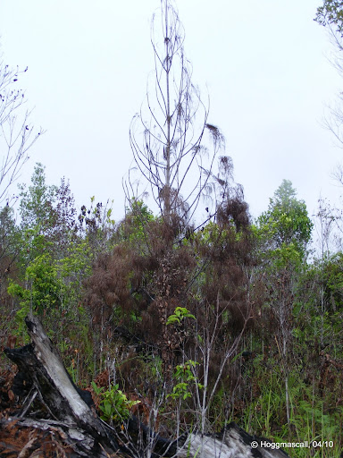 Gymnostoma Nobile