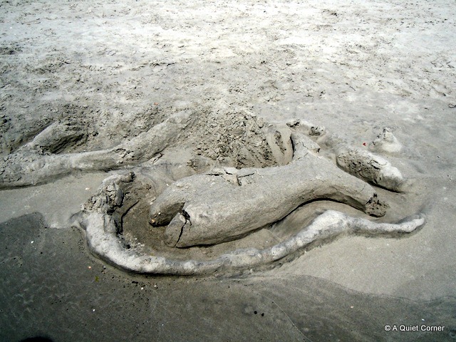 [Sand%2520Fish%255B3%255D.jpg]