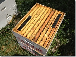 Beetle Trap 004 Beetle Trap 004