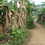 ngonho.jpg