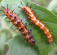 Gulf Fritillary larvae
