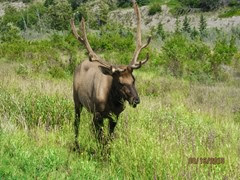 Elk in Jasper National Park 6