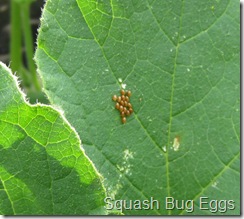 squash_bug_eggs