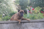 Oude man kijkt over de muur. Oh nee, het is toch een hond.