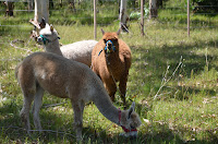 DSC_3548.JPG