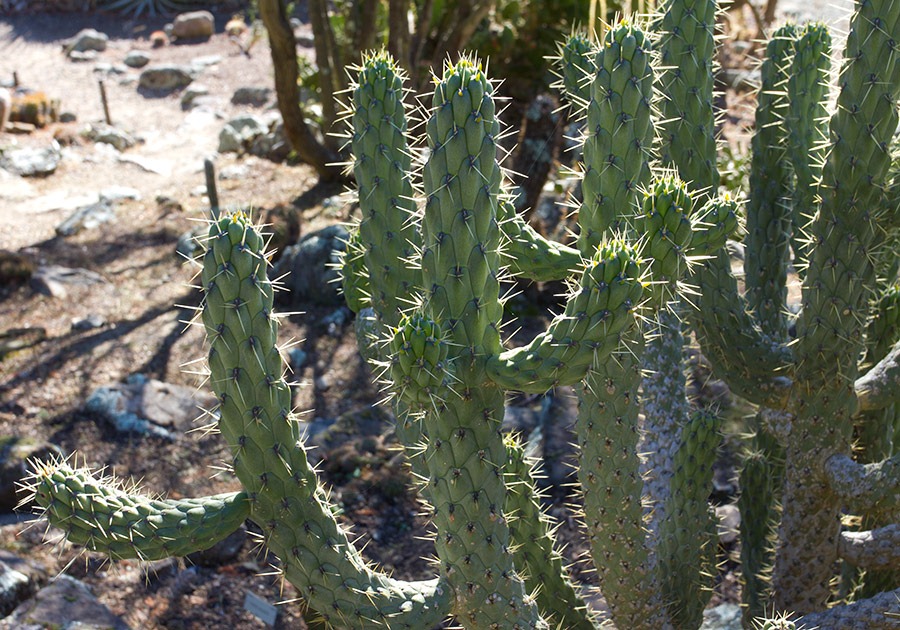 [111228_UCBG_Opuntia-kuehnrichiana_06%255B6%255D.jpg]