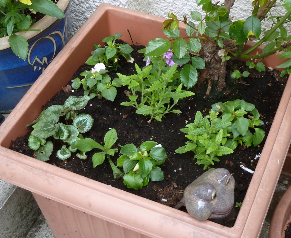 [garden%2520010%255B5%255D.jpg]