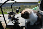 Why should Francesca and Sharkey always be the ones to operate the heavy machinery?  Why, I'll just fire up the engine!