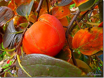 P1180998 P1180998