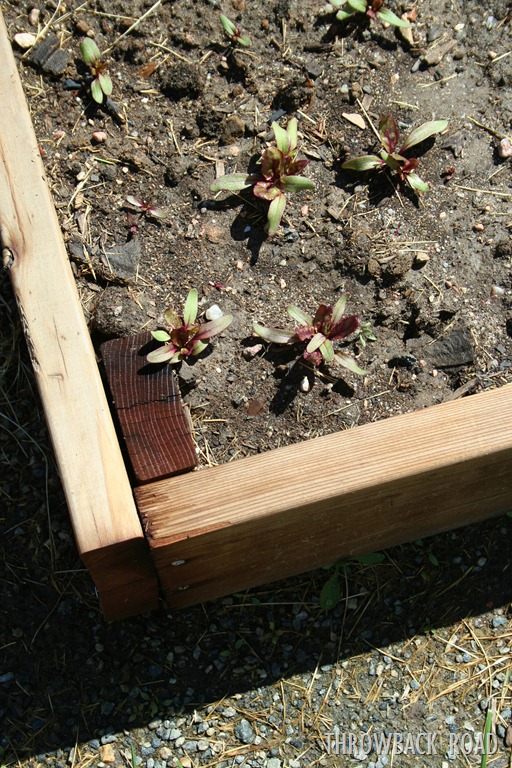 [garden%2520tour%2520may%252029%2520017%255B5%255D.jpg]