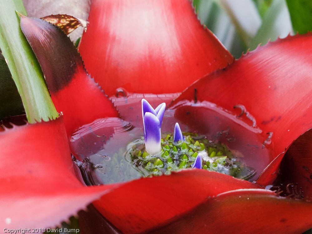 [Bud%255B3%255D.jpg]
