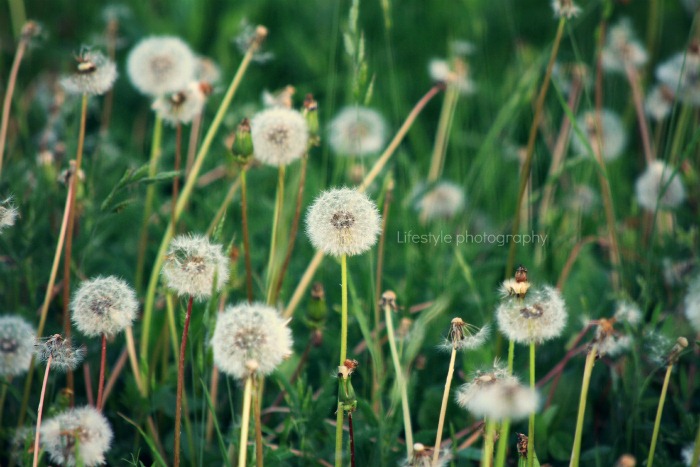 [IMG_3398r%255B7%255D.jpg]