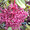 Showy Asian Grapes