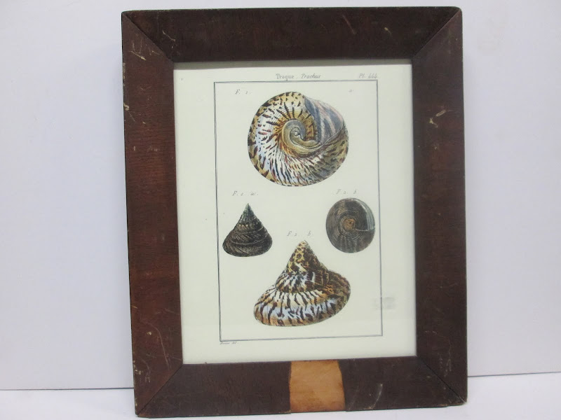Shell Print 