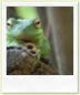 1271166_more_frogs
