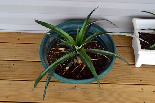 [happy%2520pineapple%255B3%255D.jpg]