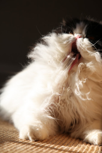 Those spikes rake debris from our coats and pull out loose fur, like this.  That action prevents mats that can cause abscesses and skin infections.  Yuk!
.