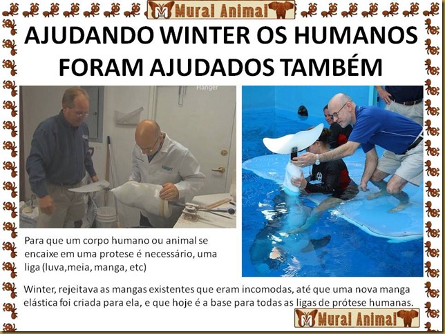 winter_golfinho (4) winter_golfinho (4)