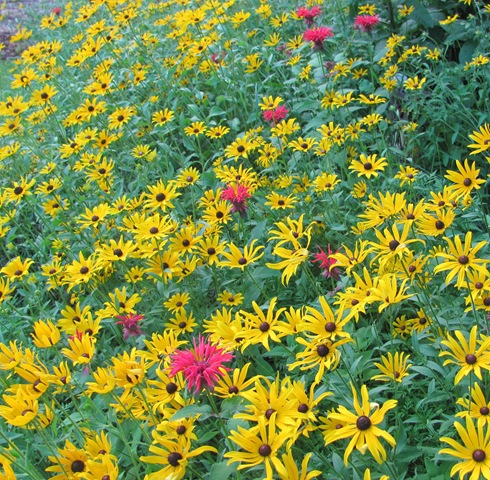 [July%25202013%2520flowers%2520in%2520the%2520backyardbee%2520balm%2520and%2520daisies7%255B26%255D.jpg]