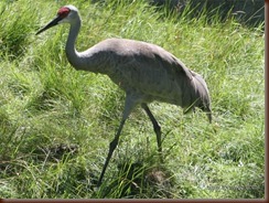 grulla canadiense