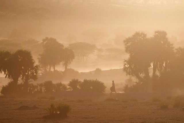A woman walks toward a well through clouds of dust raised by cattle in the wadi outside Louri village in the Mao region of Chad. For generations, the people of this bone-dry region lived off their herds, but climate change has meant that the normally once-a-decade droughts are now coming every few years. Photo: Rebecca Blackwell / The Associated Press / Postmedia News