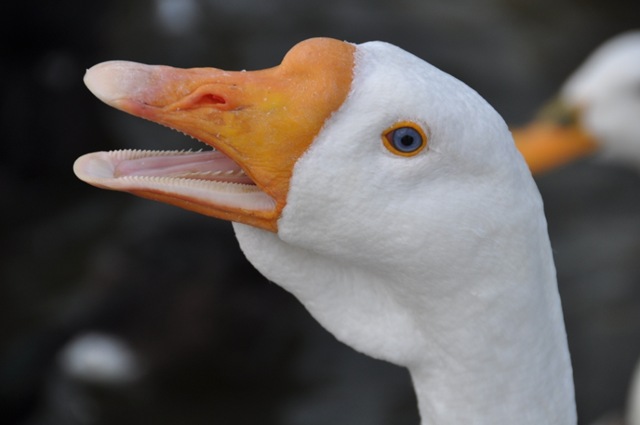 [DSC_0438%255B5%255D.jpg]