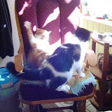 Tink and Charlie still arguing.