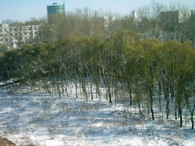 Trees!