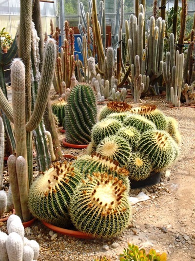 [Cacti06-blog%255B4%255D.jpg]