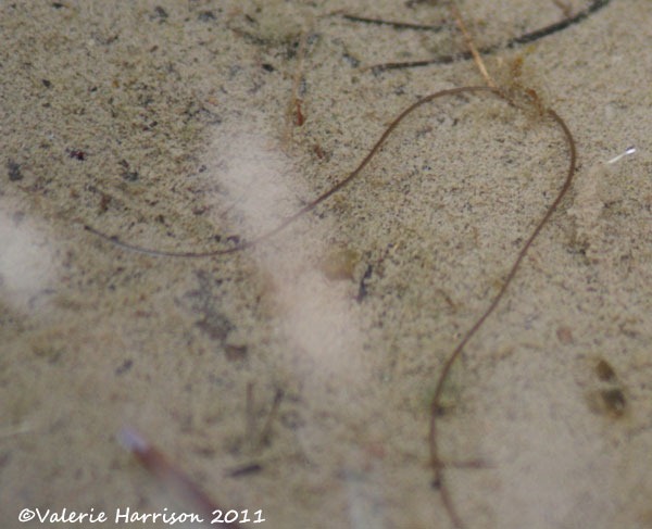 [15-horsehair-worm%255B2%255D.jpg]