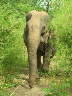 Elephant at 'Elephants and Friends', Kanchanaburi, Thailand. Lauren Hayhurst via orientaltales.com
