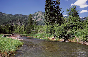 Forest Stewardship - Apart from the spectacular cutthroat fishing it provides, Northwest Montana's gin clear Bull River bears witness to the effectiveness of the state's carefully crafted and faithfully followed logging regulations. Loggers who have completed the Montana Logging Association's Accredited Logging Professional program - and that's nearly all of the state's loggers - know better than to do anything that would spoil water quality, even for a moment.