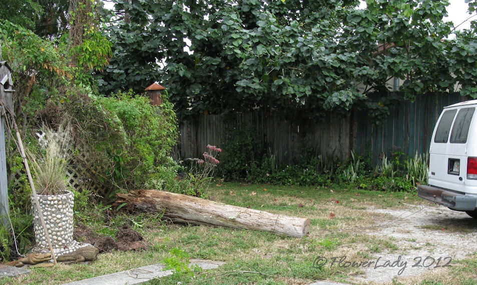 [01-29-back-gard6%255B4%255D.jpg]